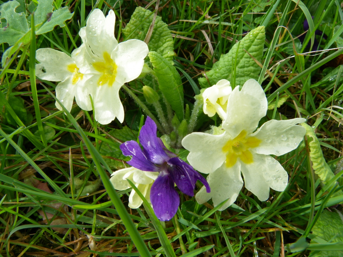 Violette & primevères