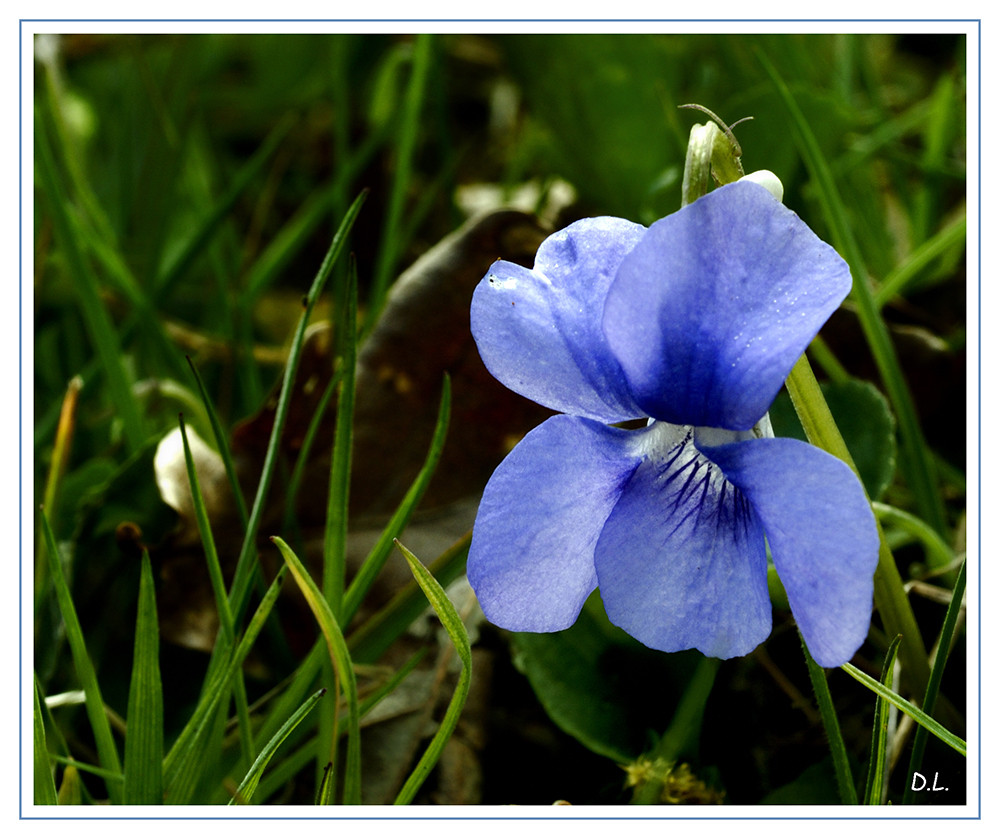 ...Violette Pudique...