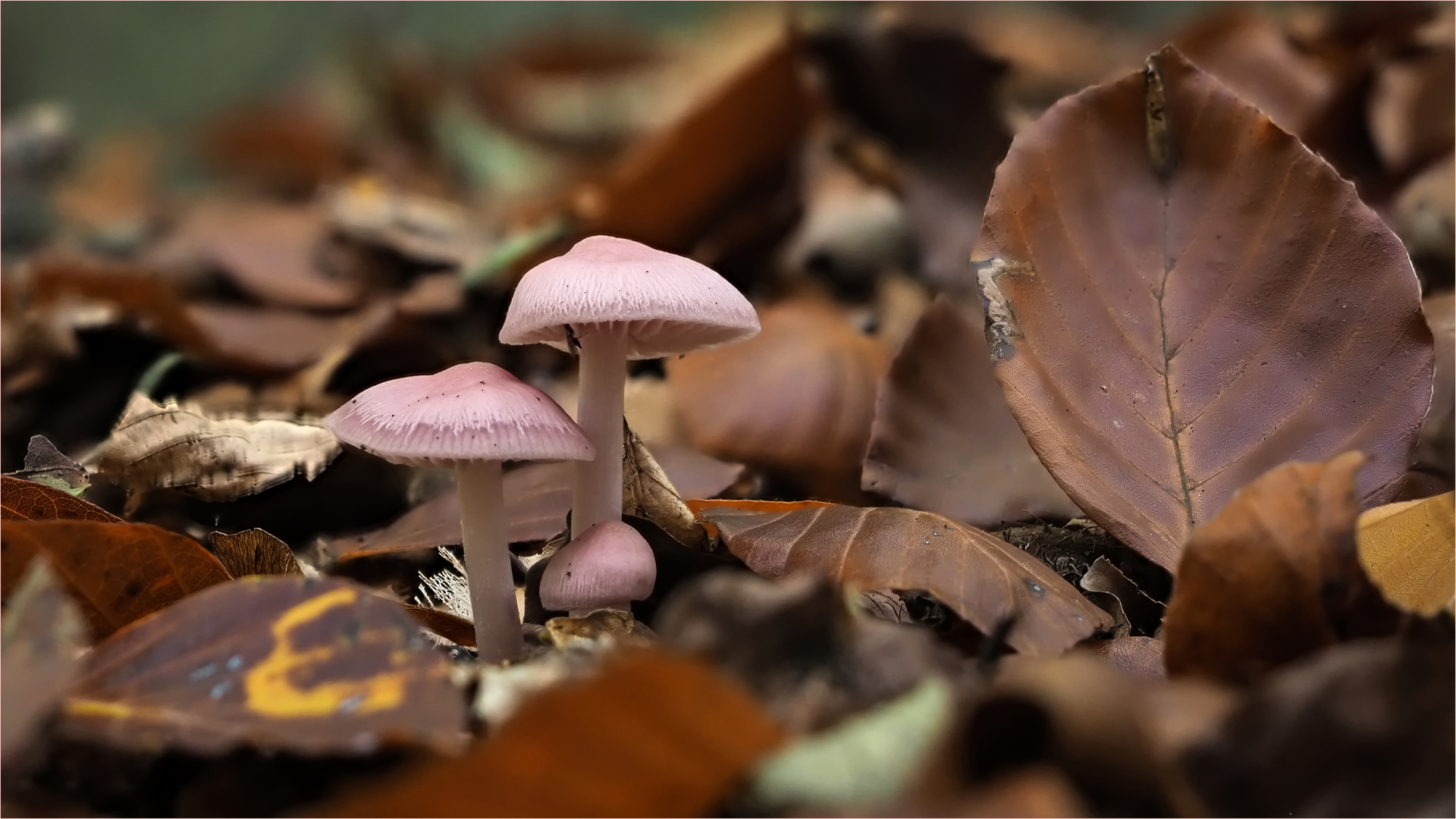 Violette Rettichhelmlinge gebettet im  Herbstlaub  .....