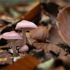 Violette Rettichhelmlinge gebettet im  Herbstlaub  .....