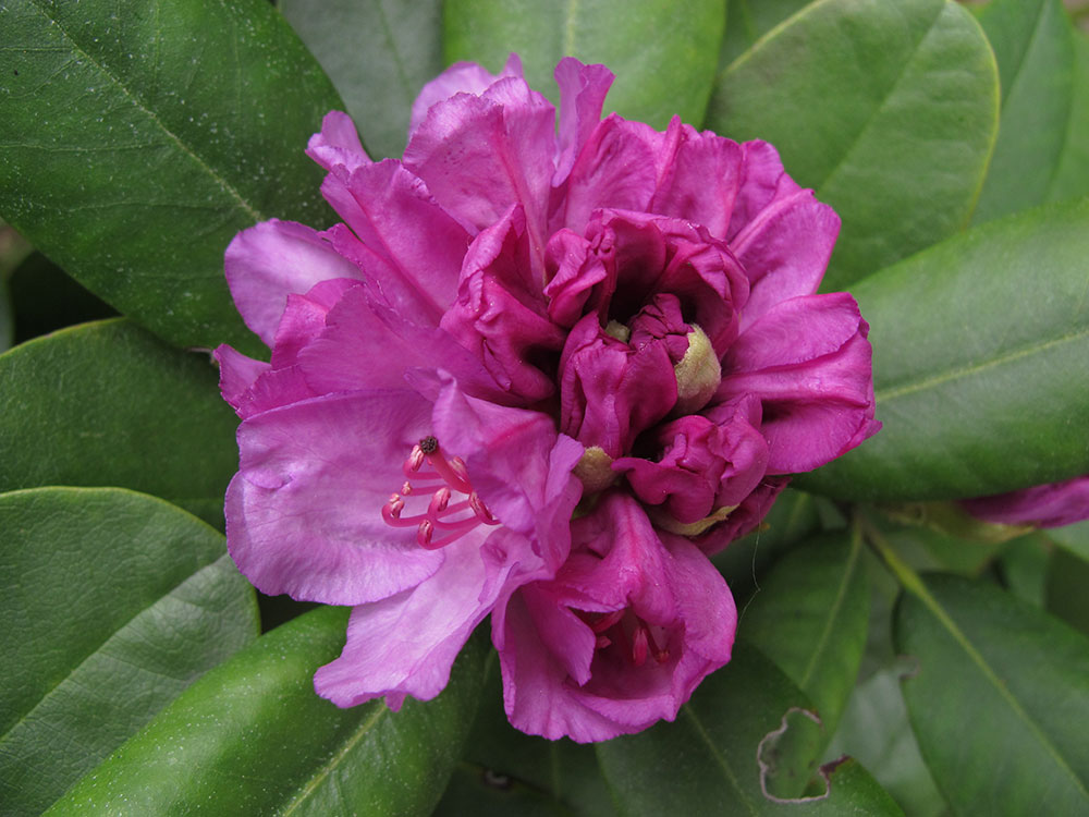 violette Rhododendronblüte