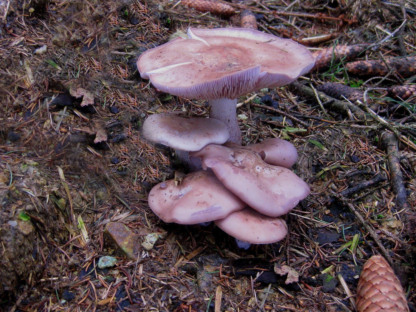 Violette Rötelritterlinge