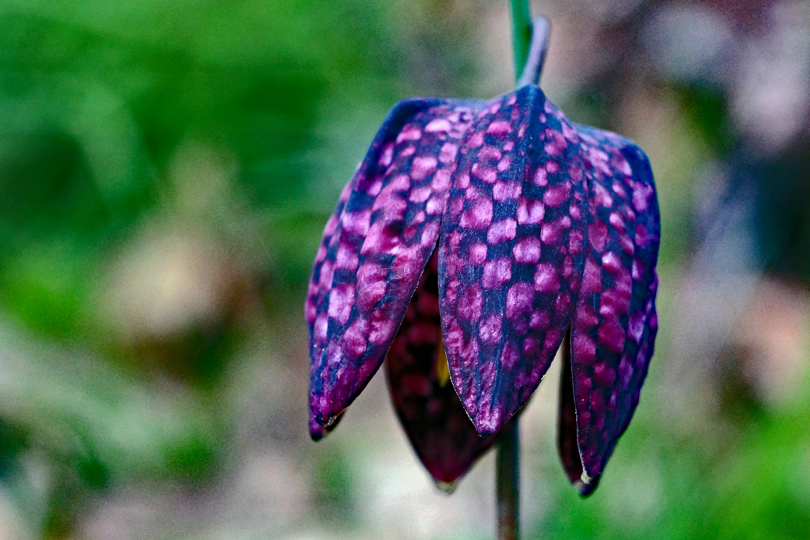 Violette Schachbrettblume