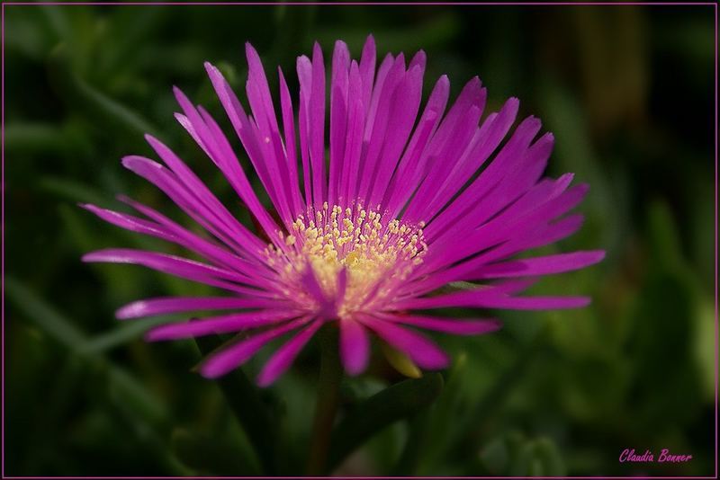 Violette Schönheit