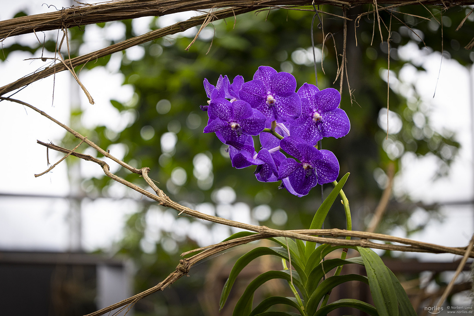 Violette Schönheit