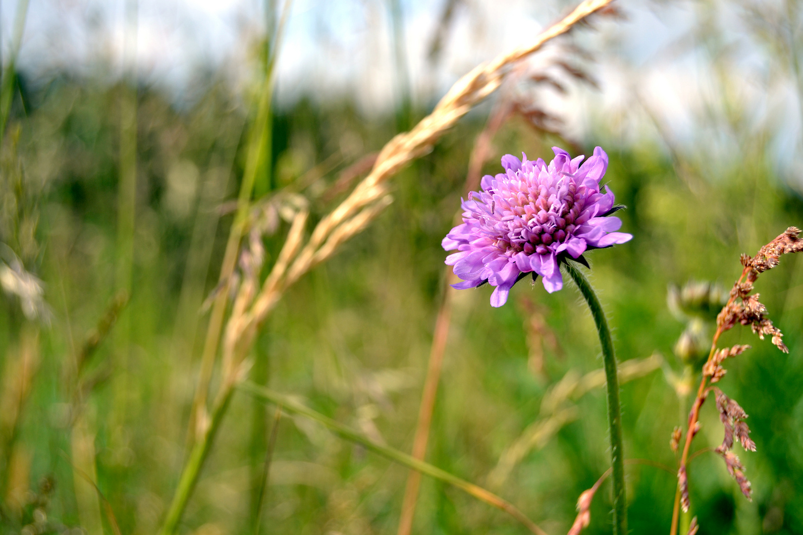 Violette Schönheit 