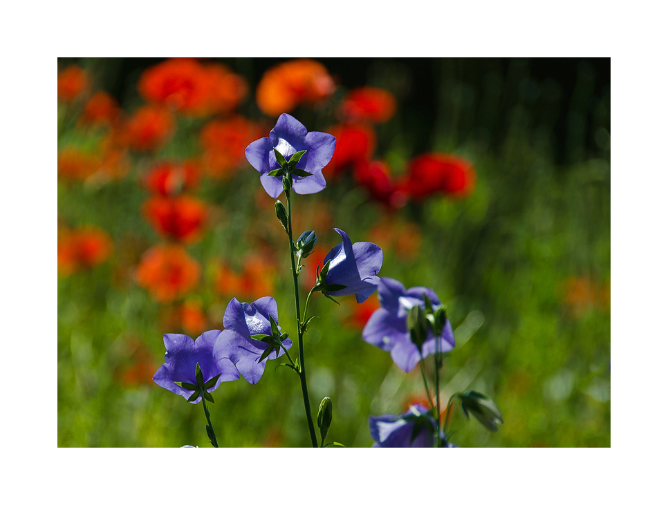 Violette Schönheit