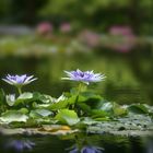 Violette Schönheit auf dem Wasser