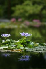 Violette Schönheit auf dem Wasser