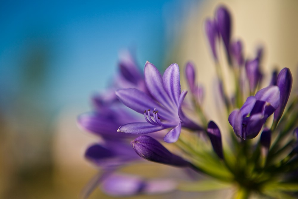 Violette Schönheit