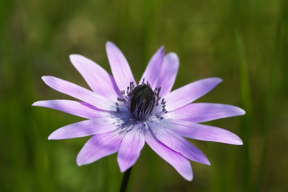 Violette Schönheit