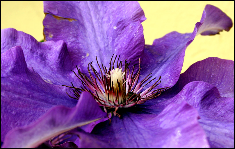 violette schönheit