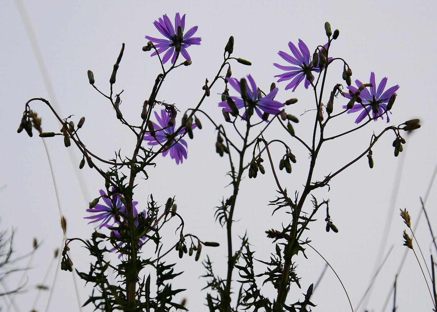 Violette Schwarzwurzel Scorzonera purpurea