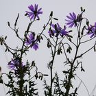 Violette Schwarzwurzel Scorzonera purpurea