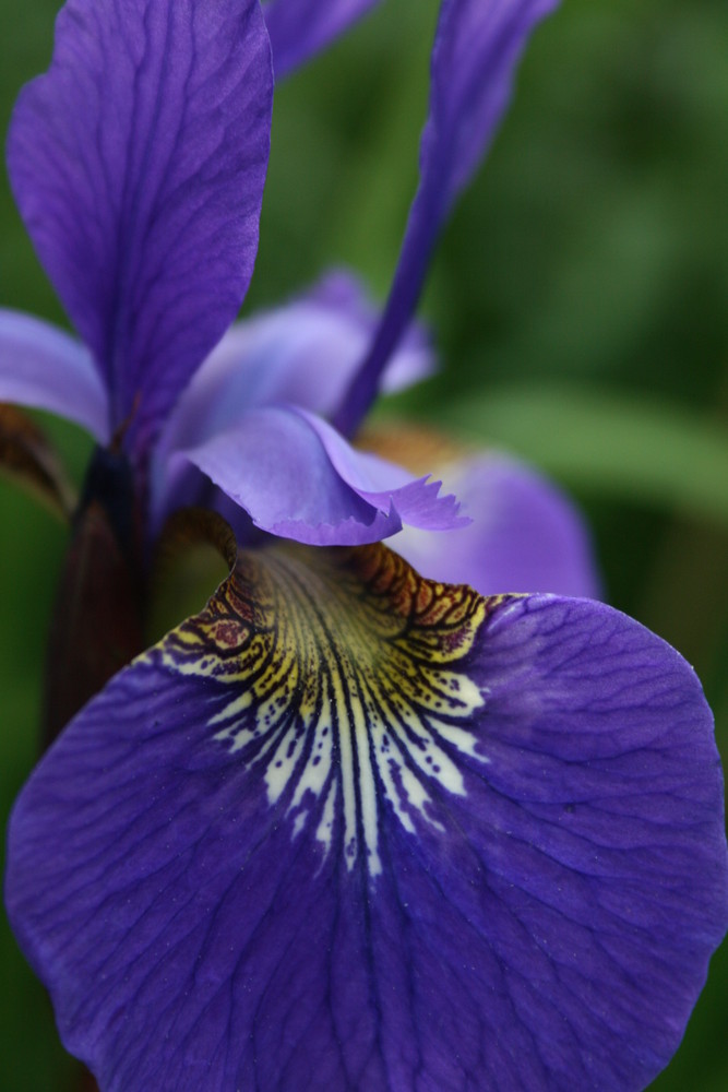 violette Schwertlilie.