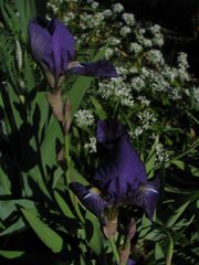 Violette Schwertlilie im morgendlichen Gartenlicht