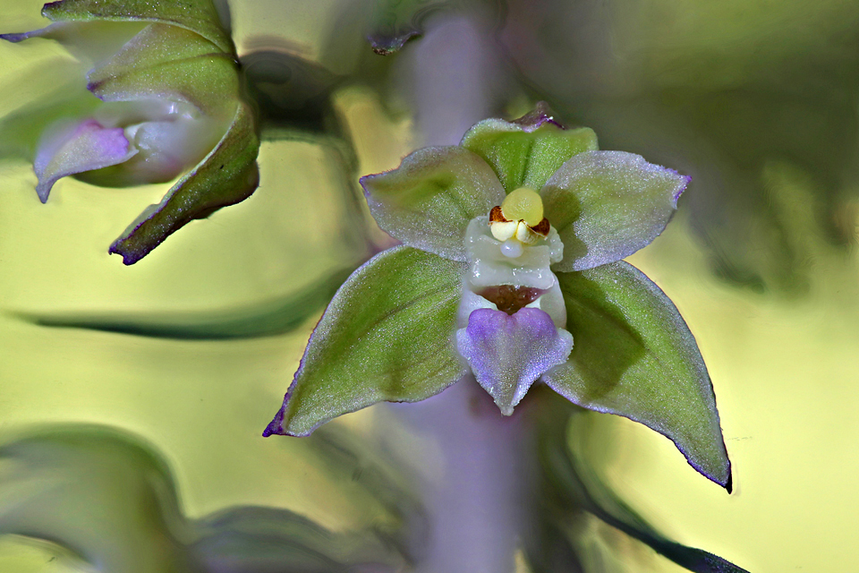 Violette Stendelwurz