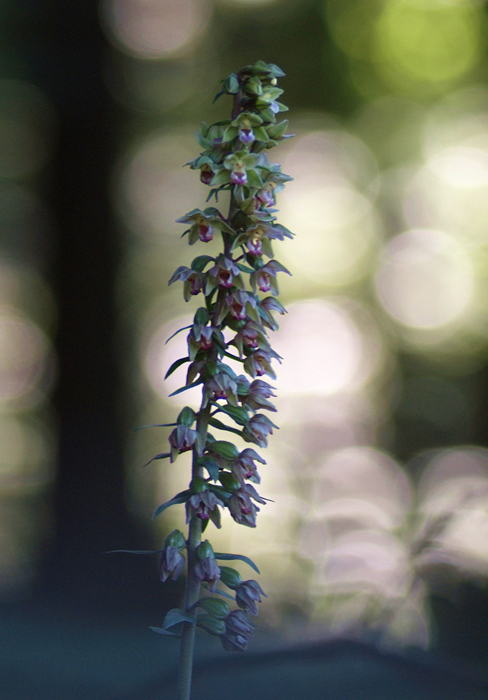 Violette Stendelwurz (Epipactis purpurata)