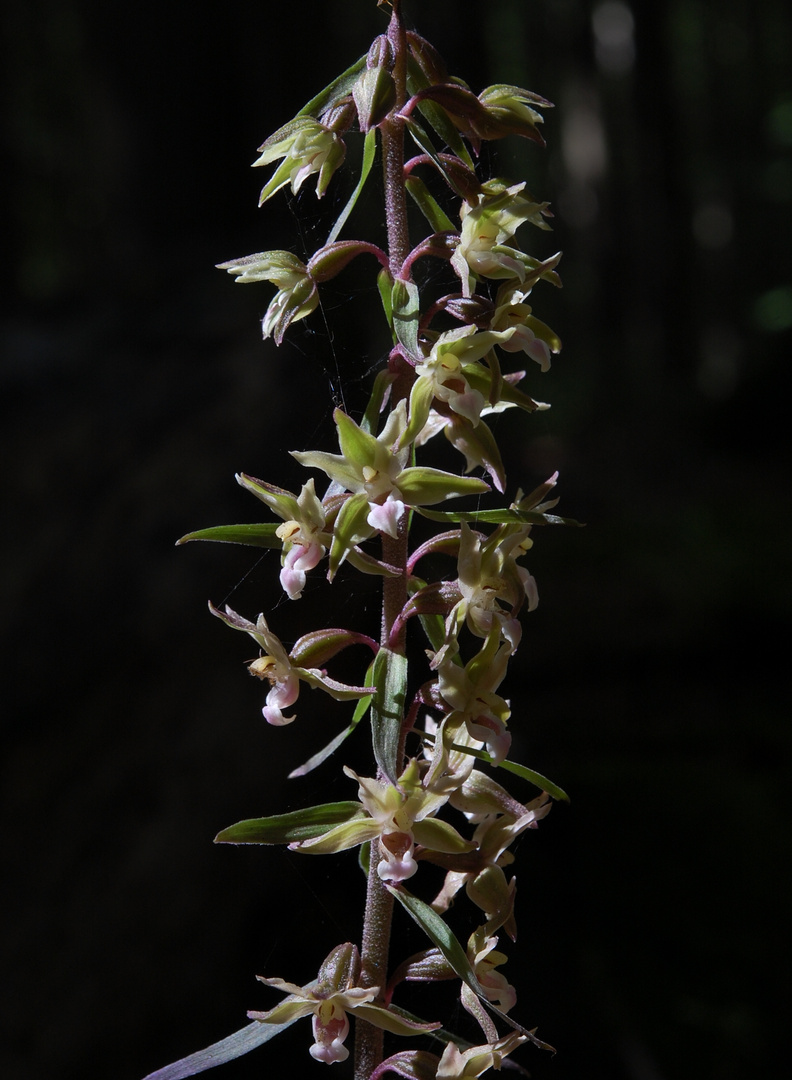 Violette Stendelwurz (Epipactis purpurea) - 31.7.11 - Diemelstadt/Osthessen