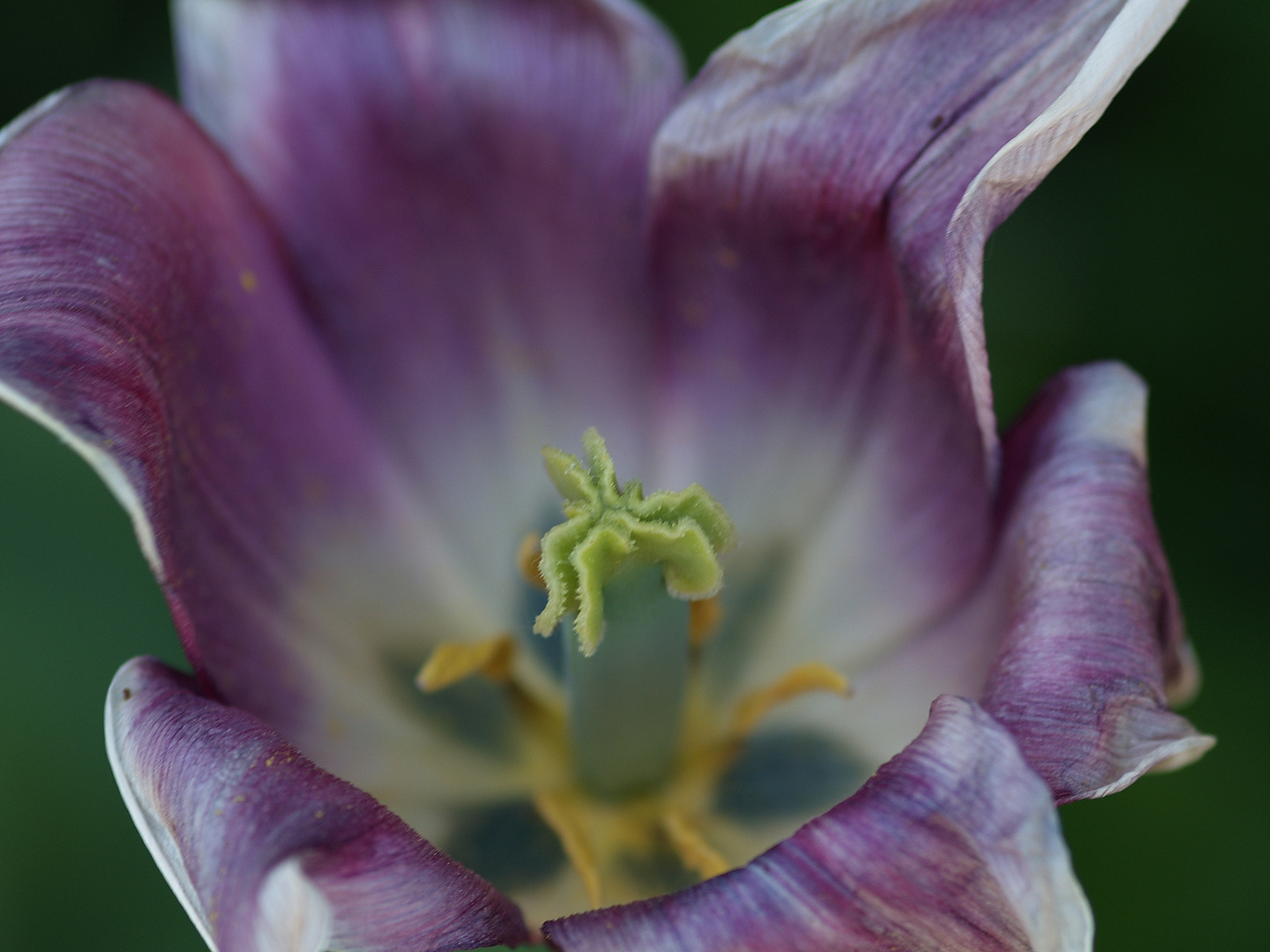 Violette Stimmung