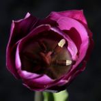 violette Tulpe