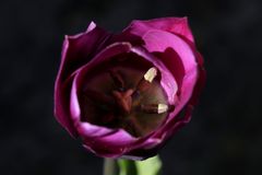 violette Tulpe