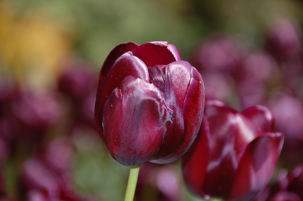 Violette Tulpe