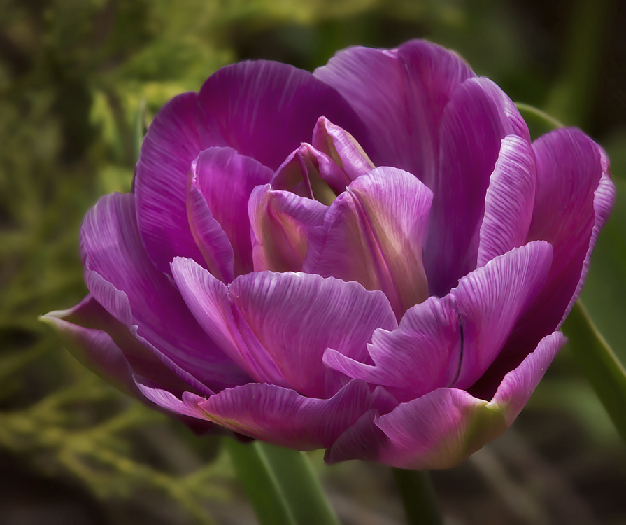 Violette Tulpe