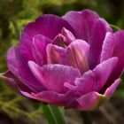 Violette Tulpe