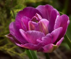 Violette Tulpe