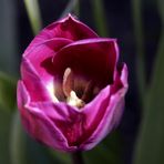 violette Tulpe