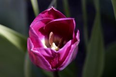 violette Tulpe