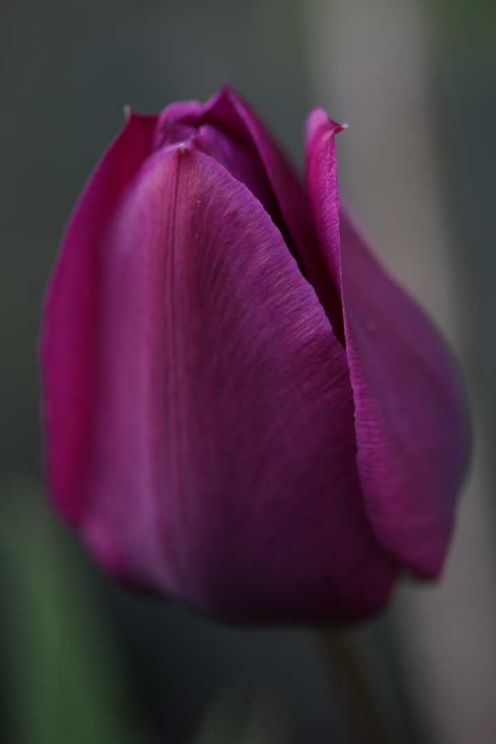 violette Tulpe