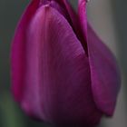 violette Tulpe