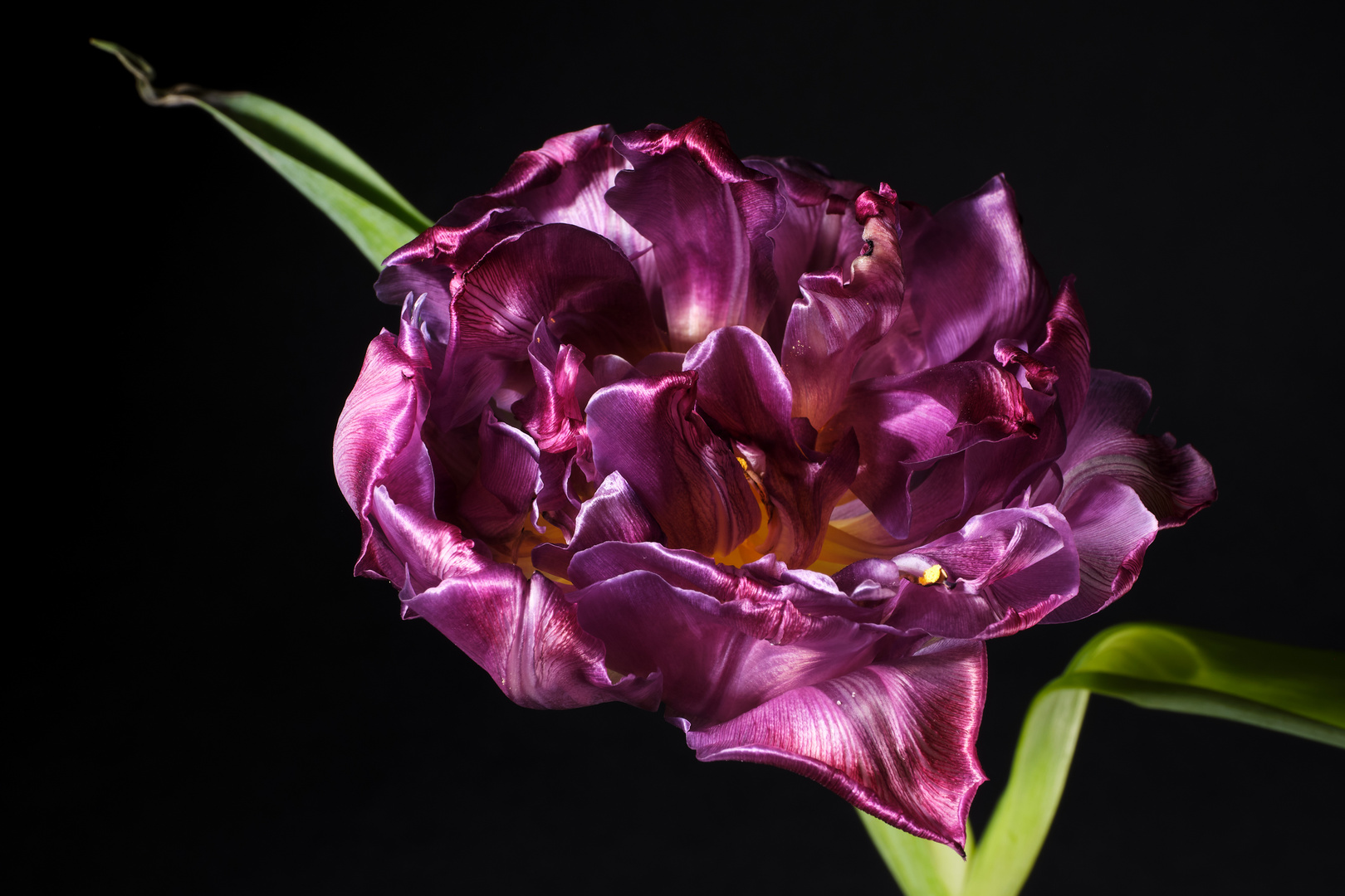 violette Tulpe