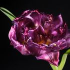 violette Tulpe