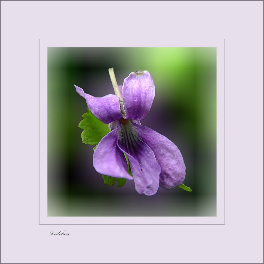 Violette - Veilchen