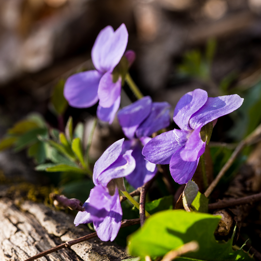 Violette Veilchen am Wegesrand