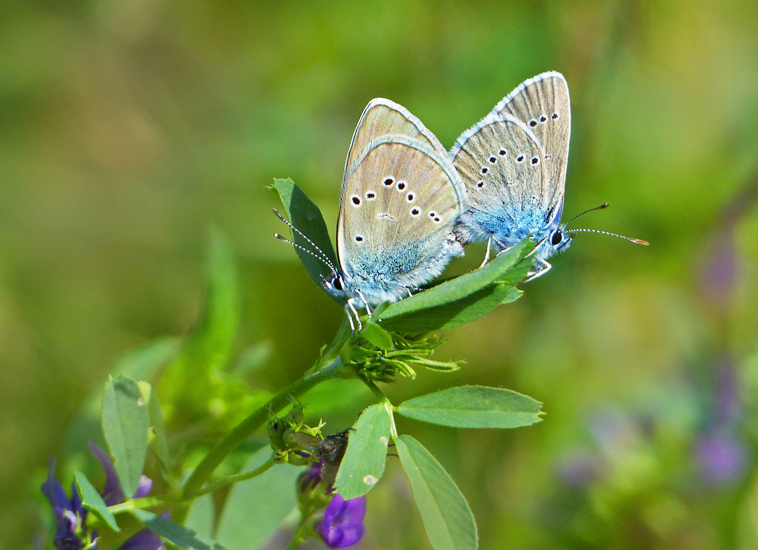 Violette Waldbläulinge