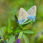 Violette Waldbläulinge