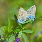 Violette Waldbläulinge