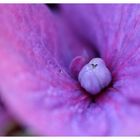 violetter Blütenzauber