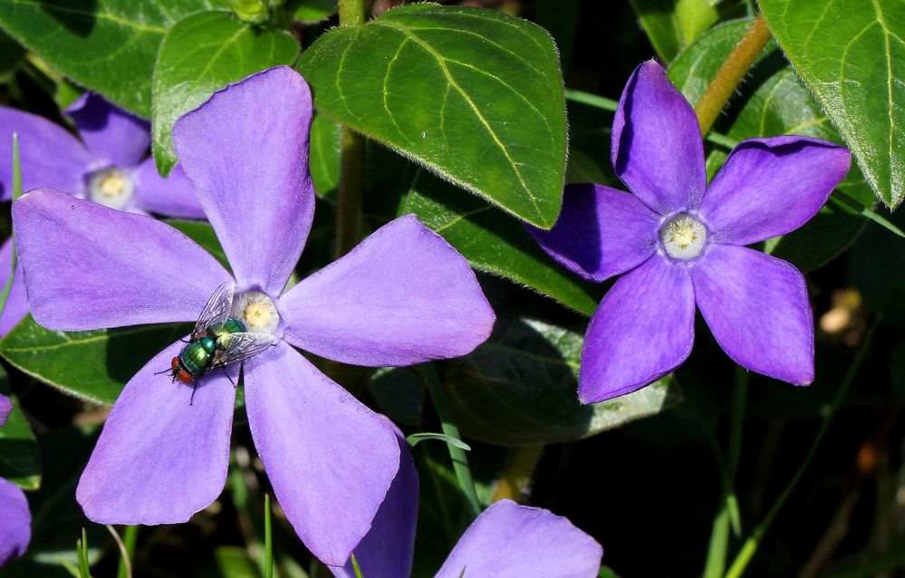 Violetter Blütenzauber mit Fliege...