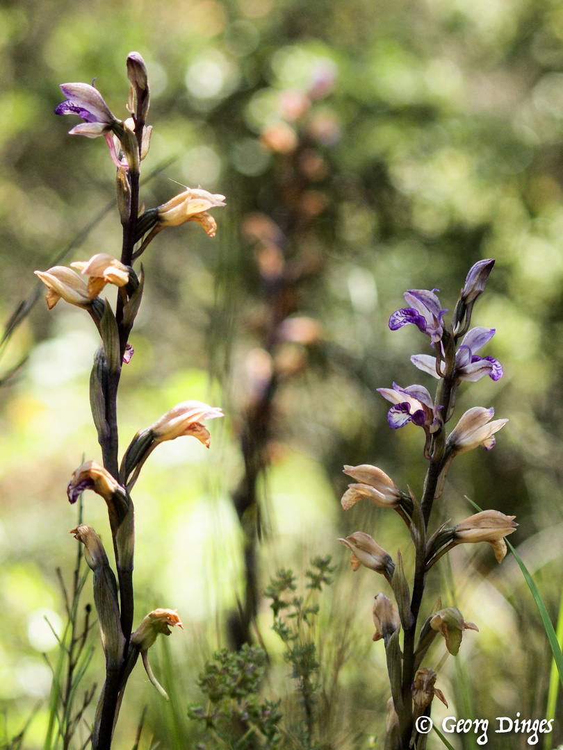 Violetter Dingel Eguilles 20130529