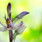 Violetter Dingel (Limodorum abortivum).