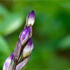 Violetter Dingel (Limodorum abortivum)..