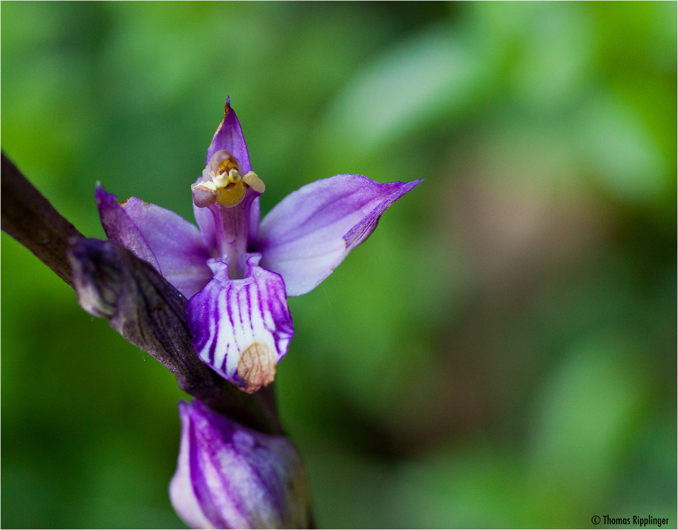 Violetter Dingel (Limodorum abortivum) ....
