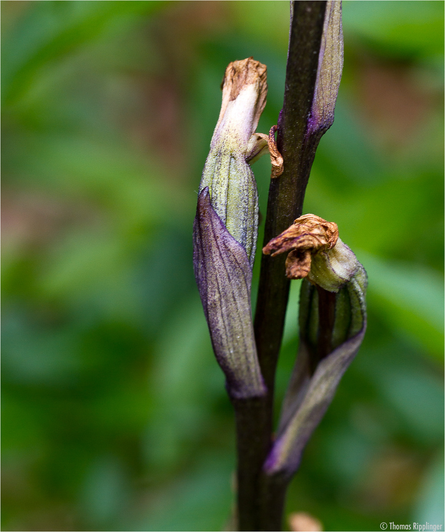 Violetter Dingel (Limodorum abortivum) .