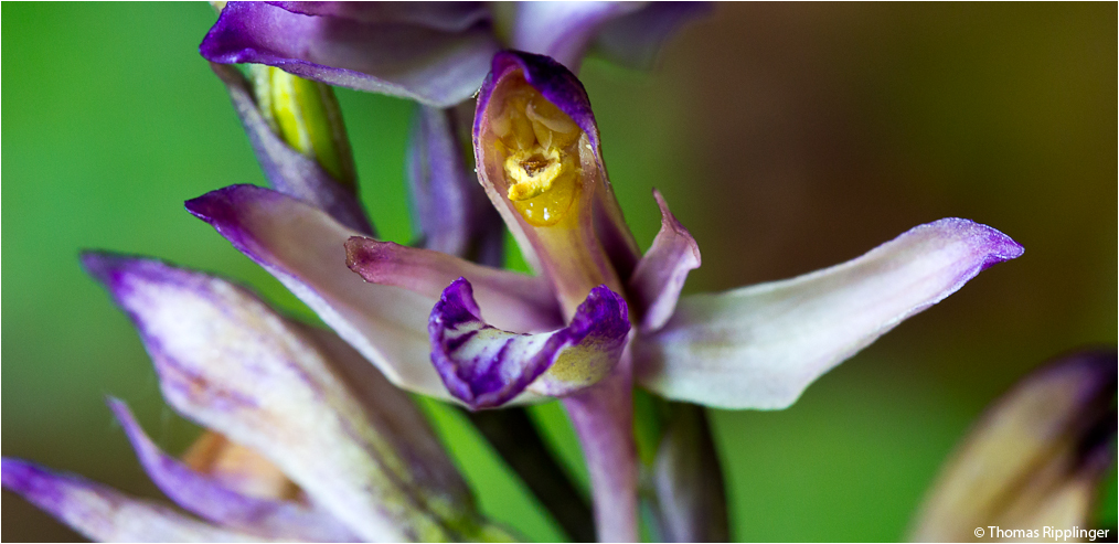Violetter Dingel (Limodorum abortivum)...