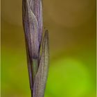 Violetter Dingel (Limodorum abortivum).. ....